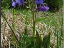 腺毛肺草 腺毛肺草