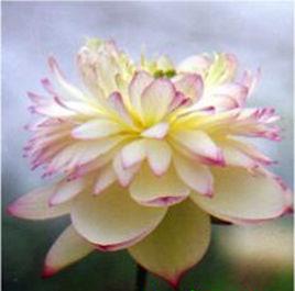 精彩[荷花品種]