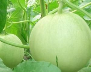 孕婦能吃香瓜嗎 孕婦能吃香瓜嗎