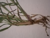 雲南孔穎草 雲南孔穎草