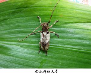 南瓜斜斑天牛 南瓜斜斑天牛