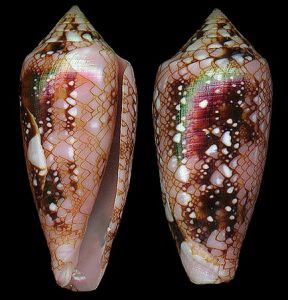 花錦芋螺 花錦芋螺