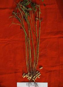 糧花2號 糧花2號