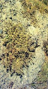 貼地生長的綠色植物