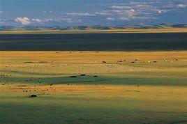 阿壩黃河大草原 阿壩黃河大草原