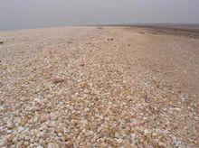 濱州貝殼堤島與濕地國家級自然保護區