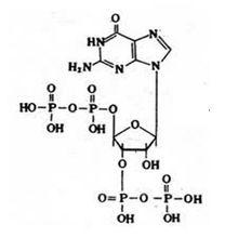 ppGpp調控 ppGpp調控