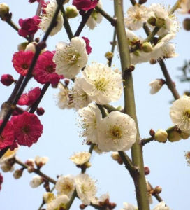 紅綠梅花圖 紅綠梅花圖