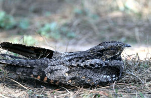 半領夜鷹 半領夜鷹