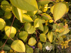 硬花金葉子 硬花金葉子