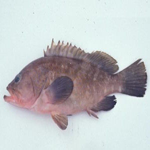 南海石斑魚