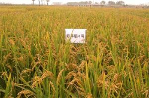 丹旱稻4號 丹旱稻4號