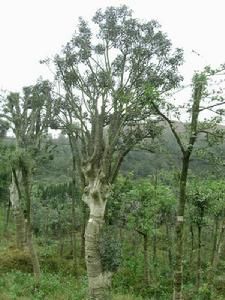 野白蠟葉樹 野白蠟葉樹