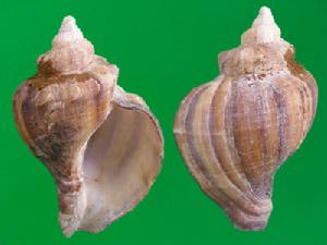 卡民氏峨螺 卡民氏峨螺