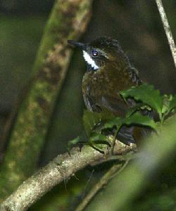 蕨鷯刺鶯 蕨鷯刺鶯