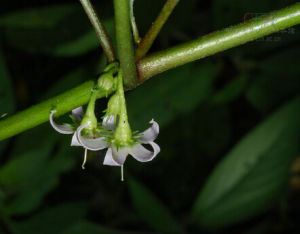 曼尼浦紅絲線 曼尼浦紅絲線