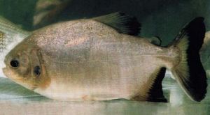 細鱗肥脂鯉 細鱗肥脂鯉