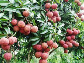 雞嘴荔枝 雞嘴荔枝