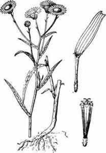 葦穀草（原變種）