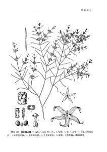 汶川娃兒藤 汶川娃兒藤