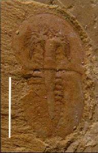 刺狀納羅蟲 刺狀納羅蟲