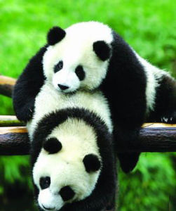 熊貓標準