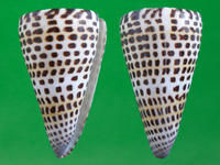 字碼芋螺 字碼芋螺