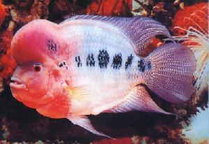 花羅漢 -熱帶淡水魚系列