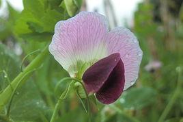 閉花授粉 閉花授粉