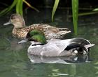 羅紋鴨