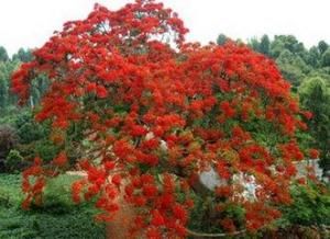 鳳凰花樹 鳳凰花樹