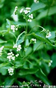 白花藿香薊 白花藿香薊