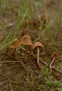 柔錐蓋傘 柔錐蓋傘