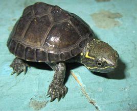 龜中耳炎 龜中耳炎