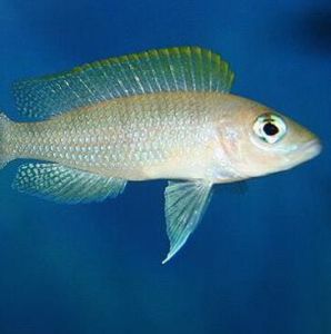 黃帆天堂鳥 黃帆天堂鳥