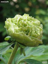 花語[用花表達的語言]