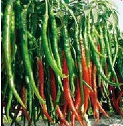 辛香三號 辛香三號