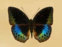 雄性黑角律蛺蝶標本