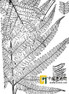 紫軸鳳尾蕨 紫軸鳳尾蕨