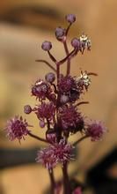 多枝霉草 多枝霉草