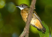 橙頂嬌鶲 橙頂嬌鶲