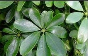 白背鵝掌柴 白背鵝掌柴