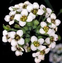 團球火絨草 團球火絨草