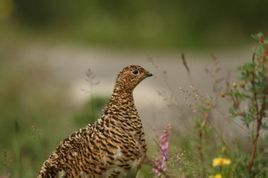 柳雷鳥鄂霍次克海亞種 柳雷鳥鄂霍次克海亞種