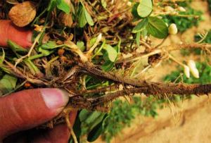 花生莖腐病 花生莖腐病