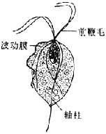 人毛滴蟲 人毛滴蟲