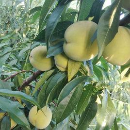 黃冠黃桃 黃冠黃桃