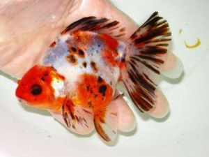 中國五花文魚 中國五花文魚