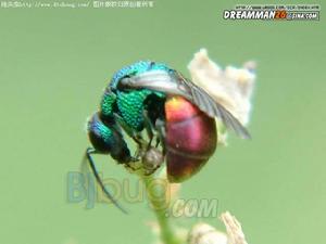 膜翅目青蜂科 膜翅目青蜂科