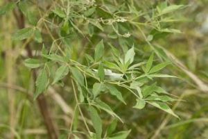 腋序組[馬鞭草科牡荊屬]